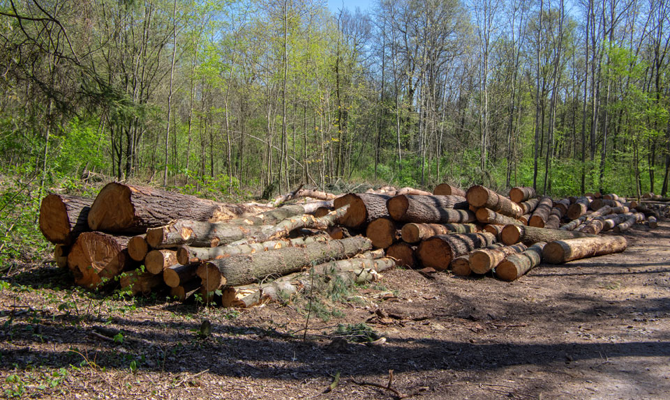 logs