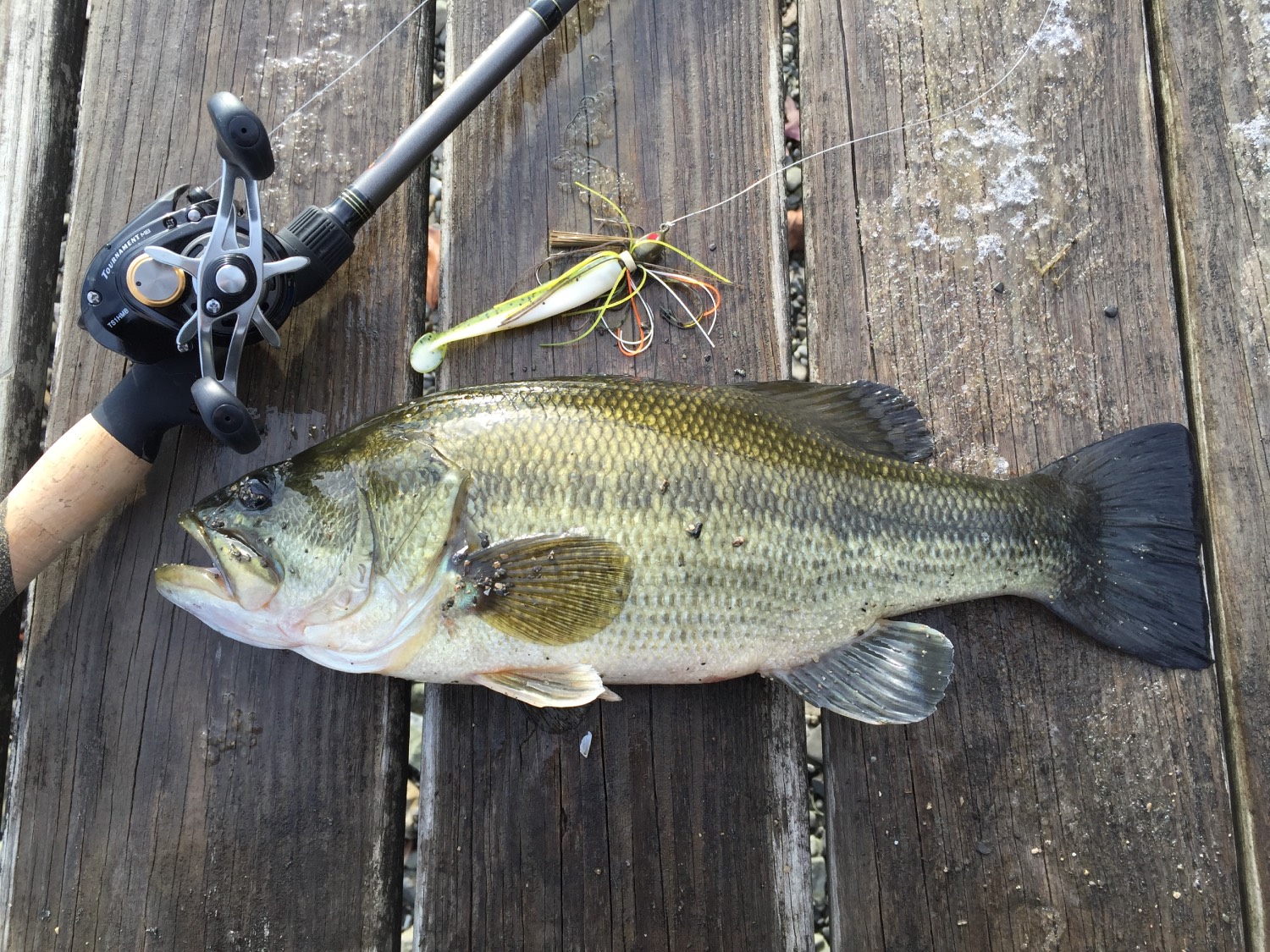 largemouth bass