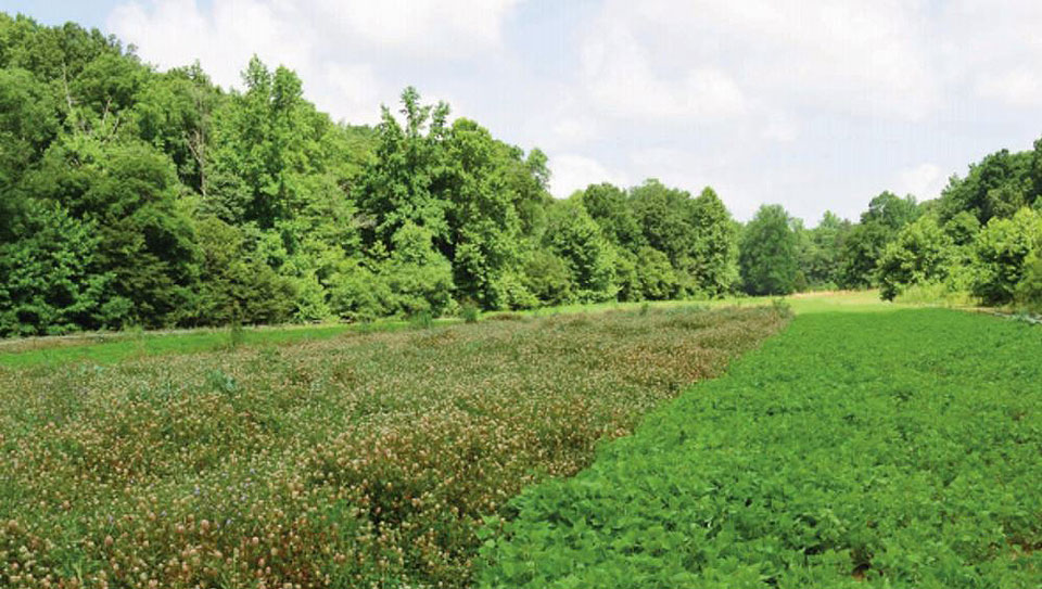 protected food plot