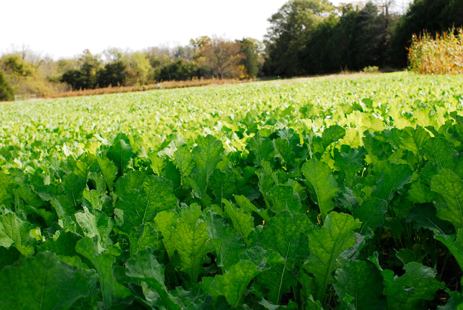 deer food plot