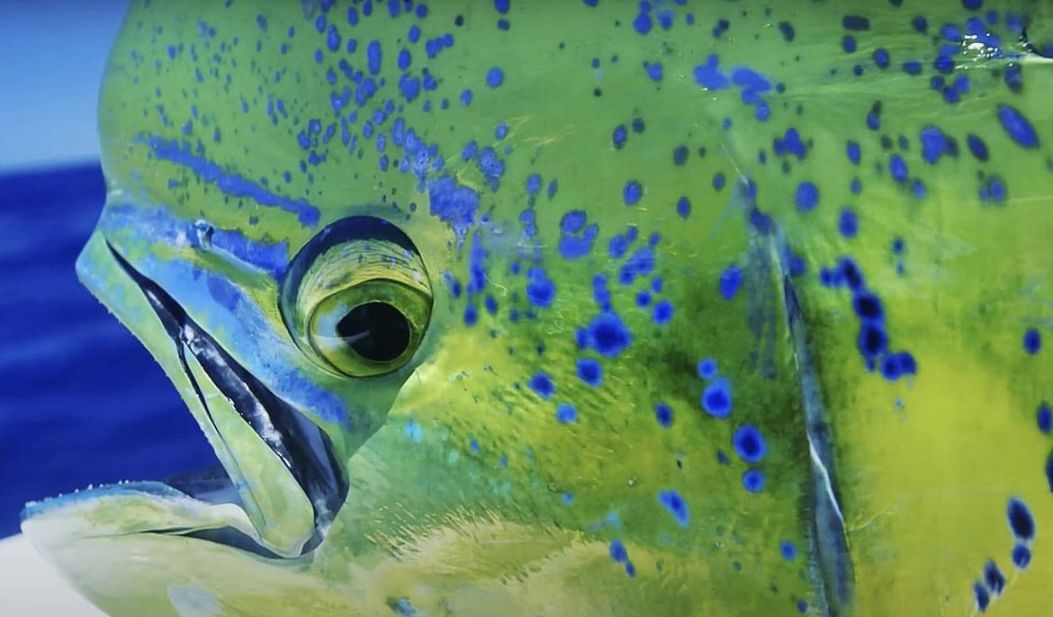 close up of Mahi