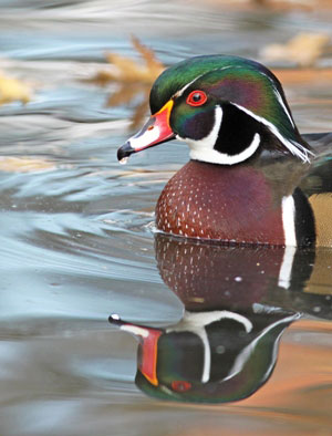 male wood duck