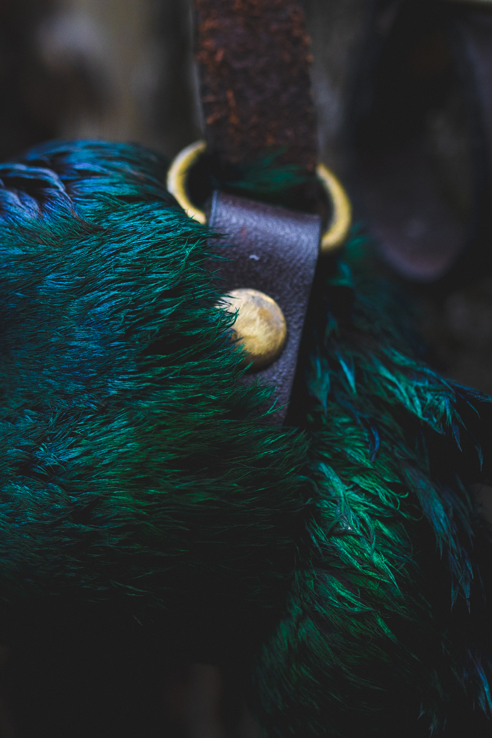 vibrant greens of the head of a mallard duck