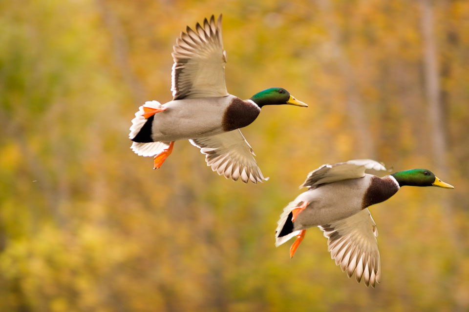 mallard ducks