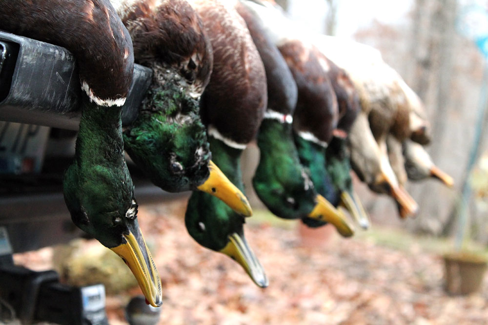 mallards on a tailgate