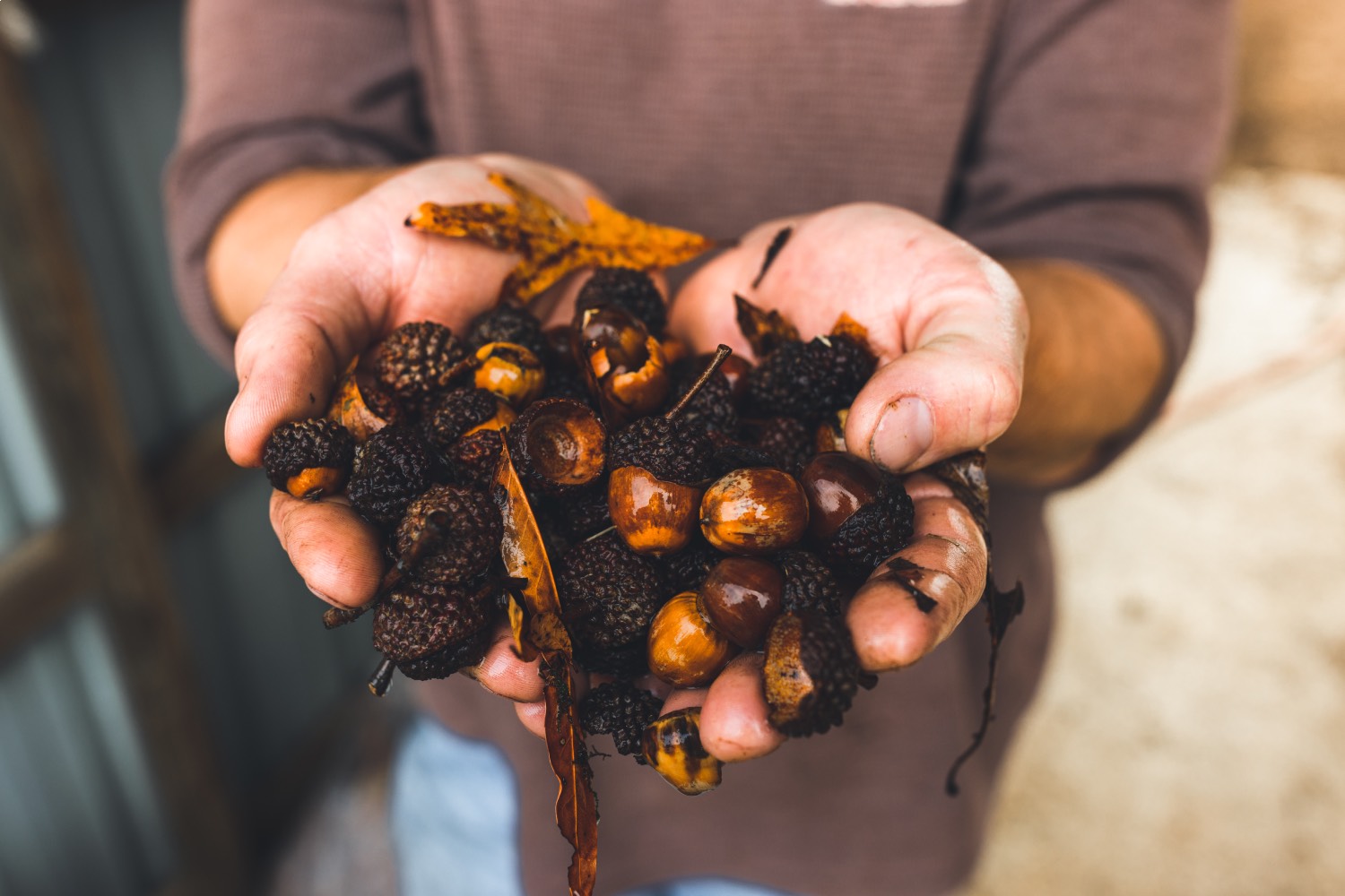man holding acorns in his hands