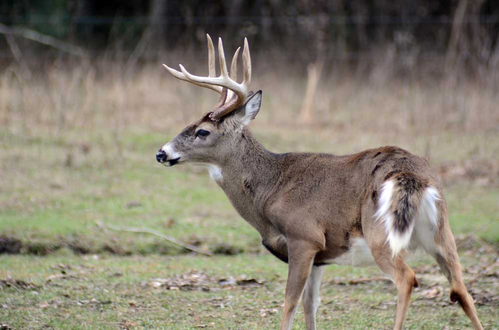 mature buck