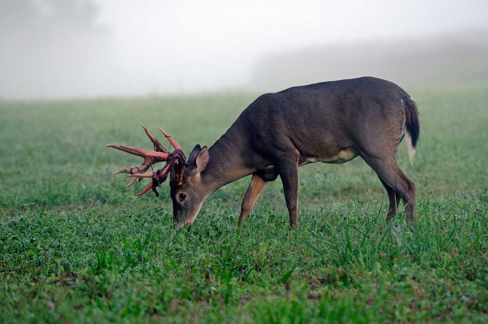 mature buck