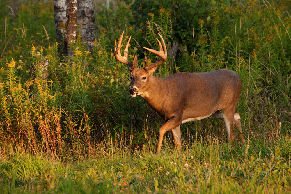 mature buck