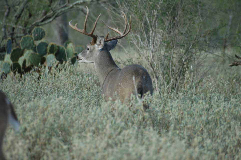 mature whitetail buck