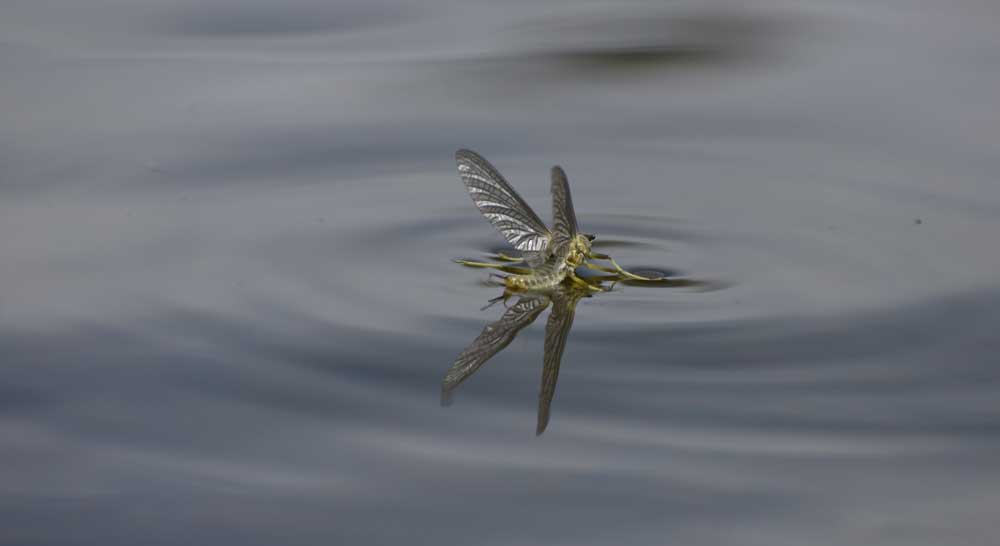 mayfly on the water