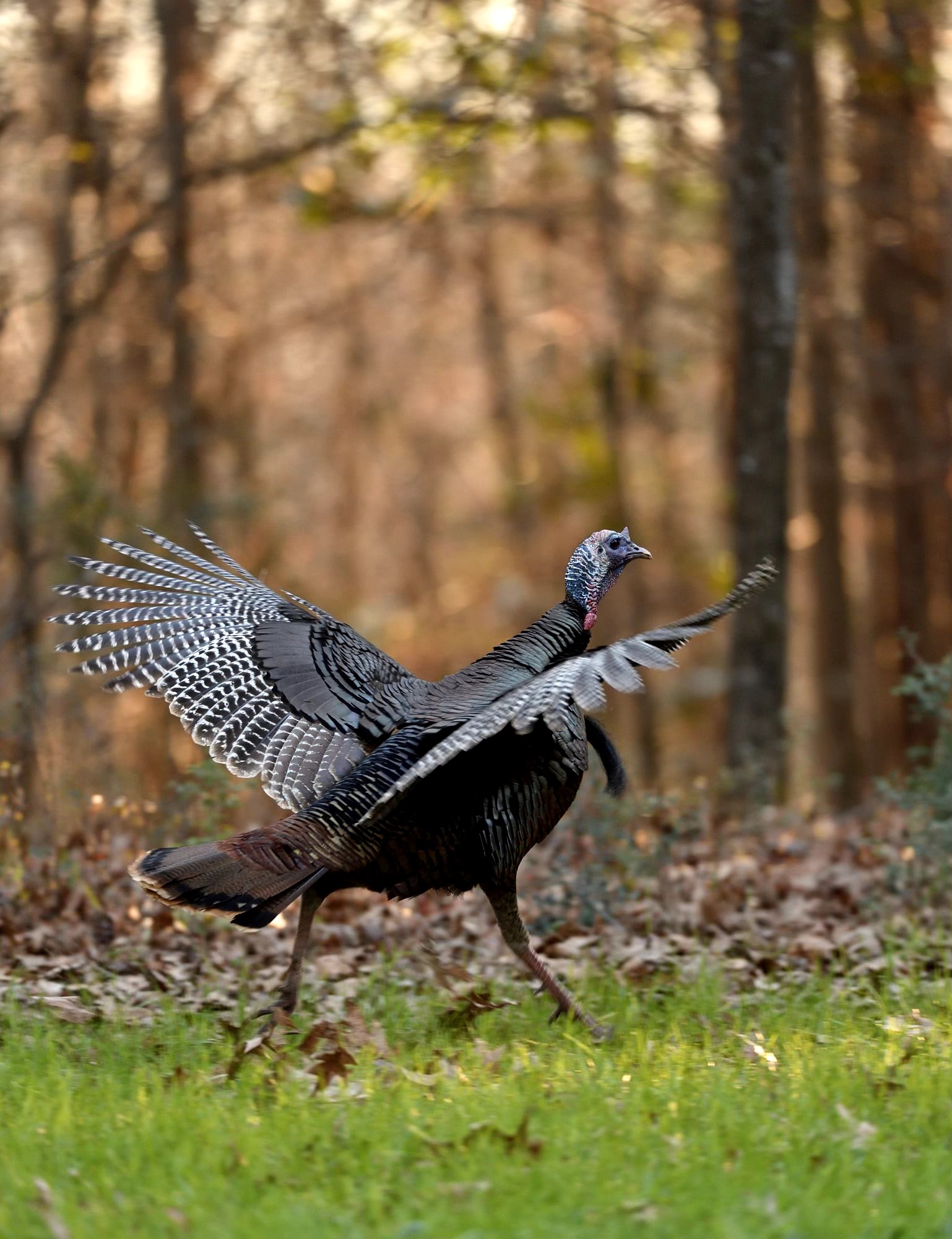 wild turkey