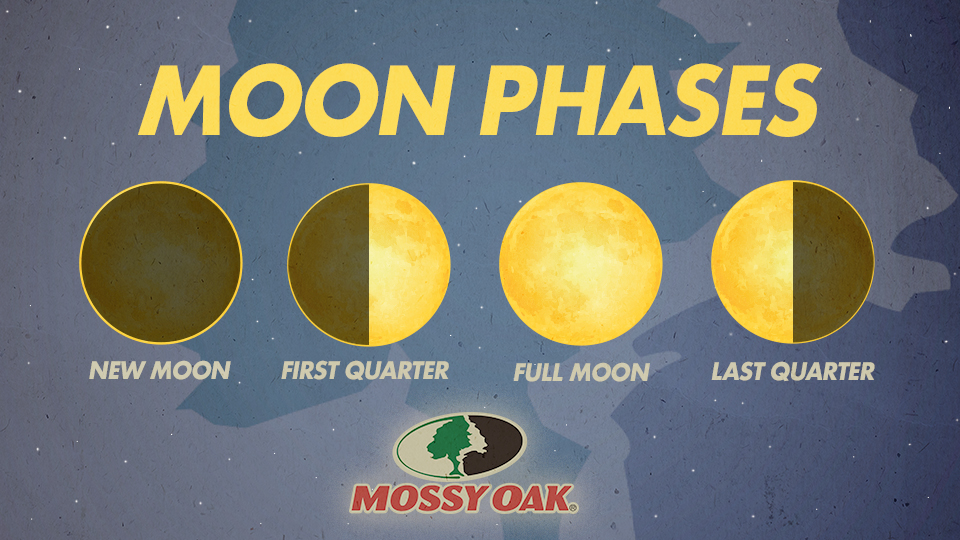 moon phases