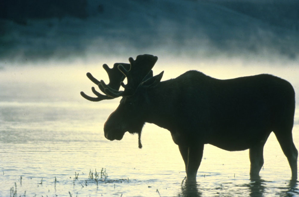 moose in fog