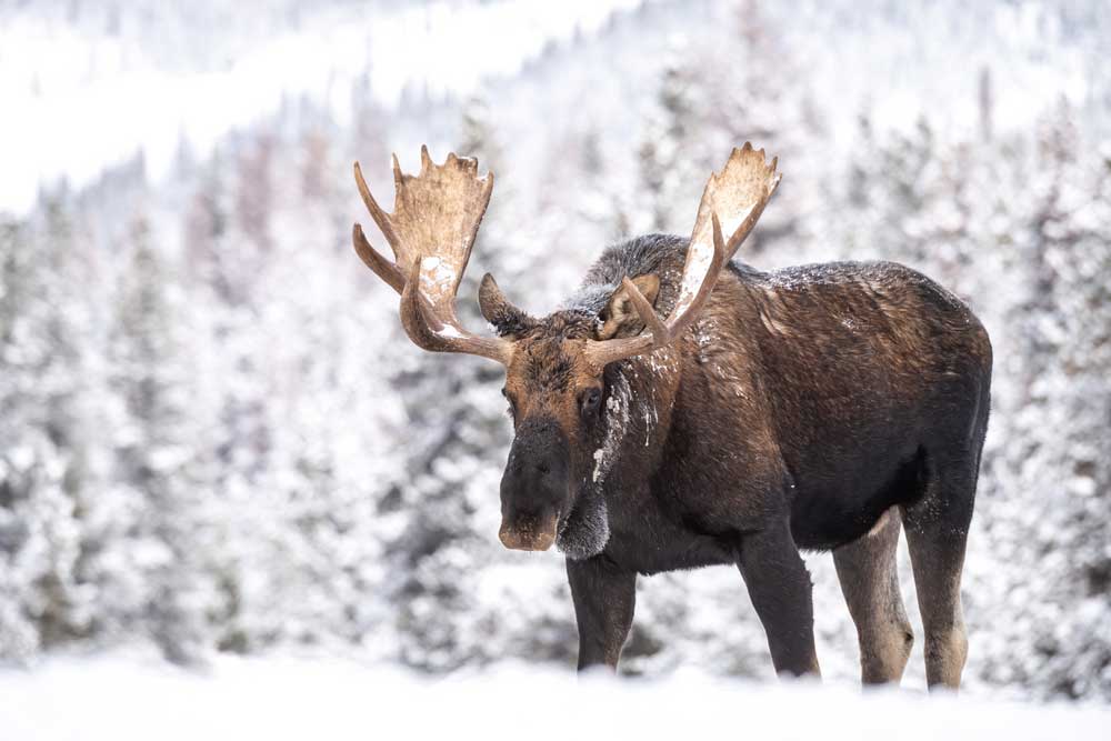 moose in snow