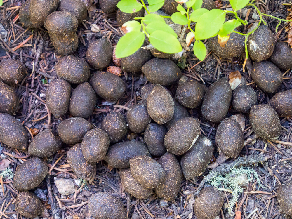 moose poop