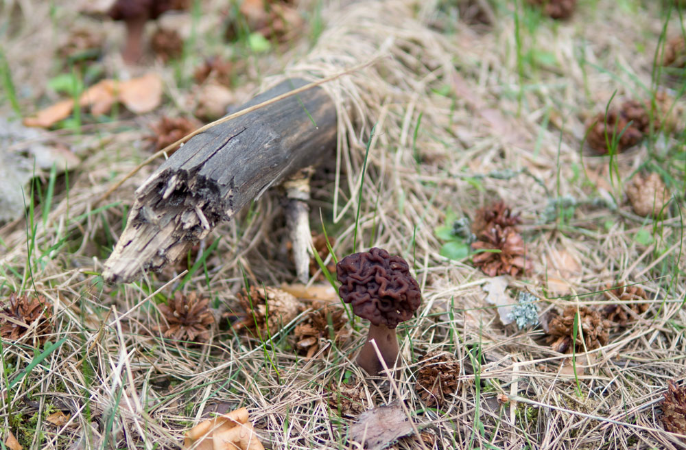 morel mushrooms