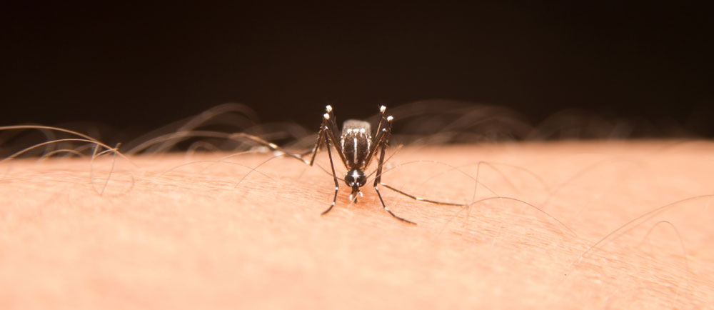 mosquito
