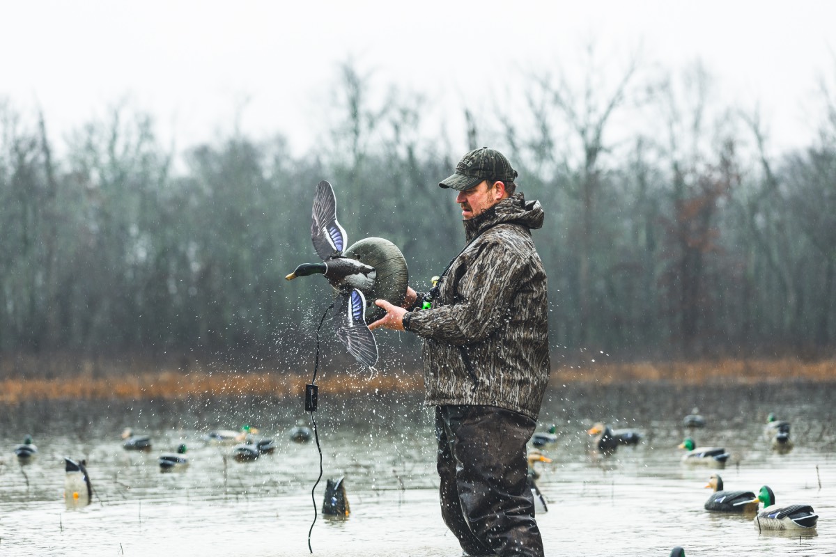 duck decoys being set out