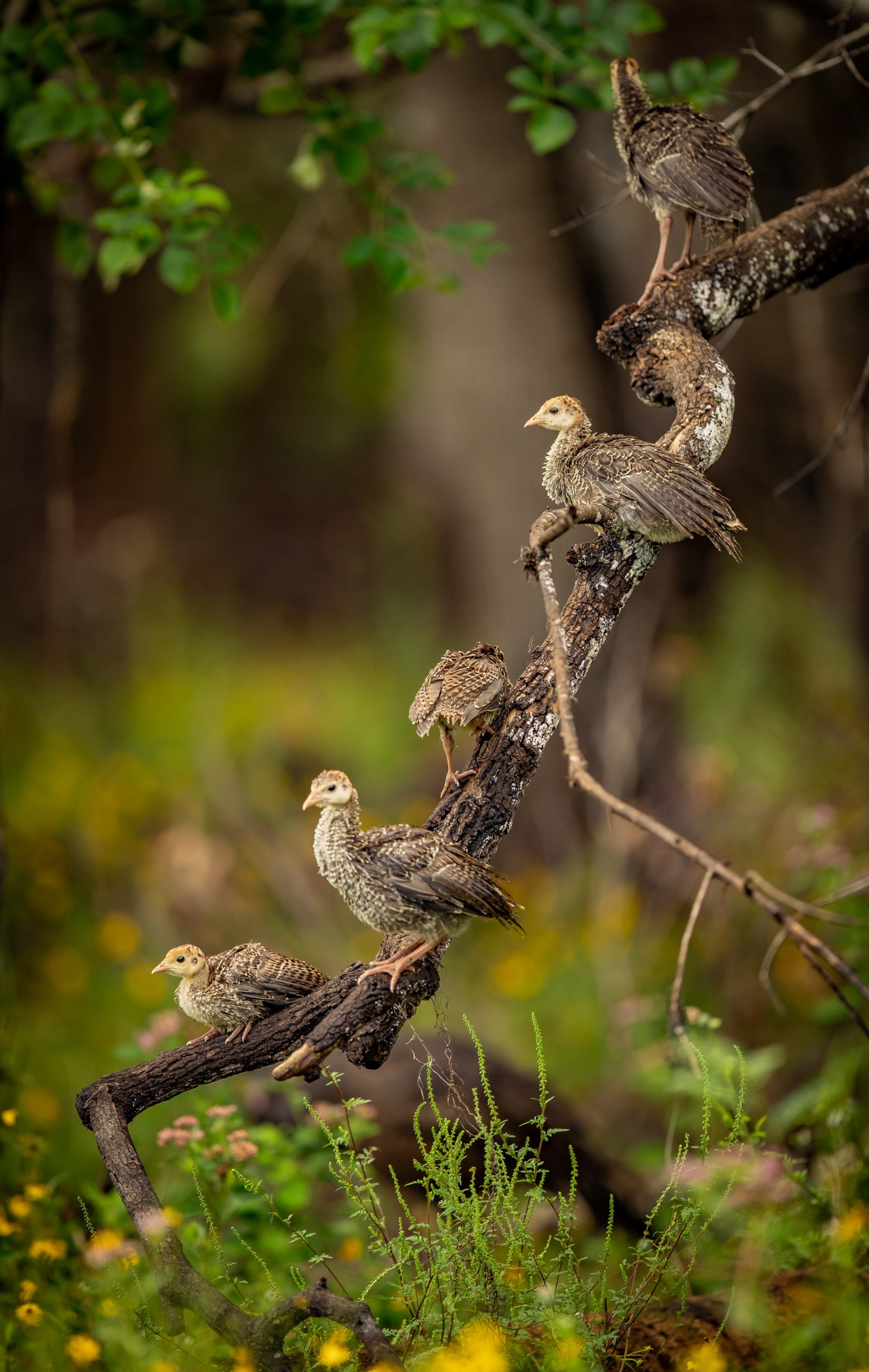 poults on a log