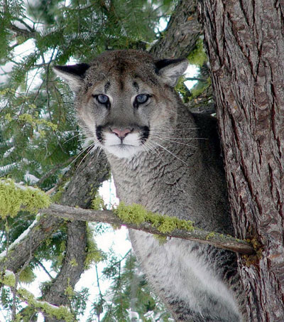 mountain lion treed