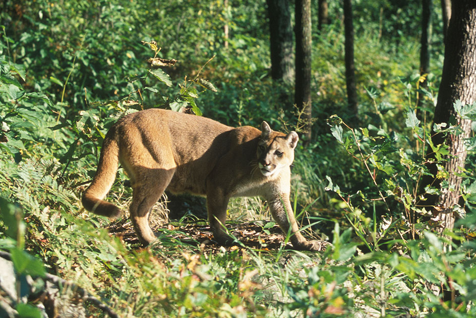 mountain lion