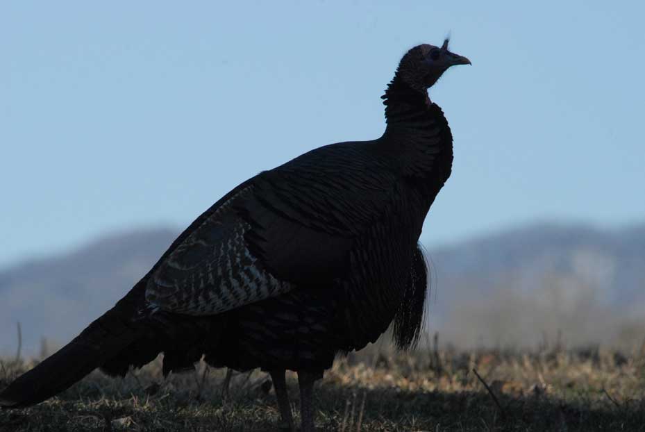 mountain turkey