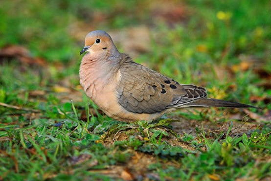 mourning dove