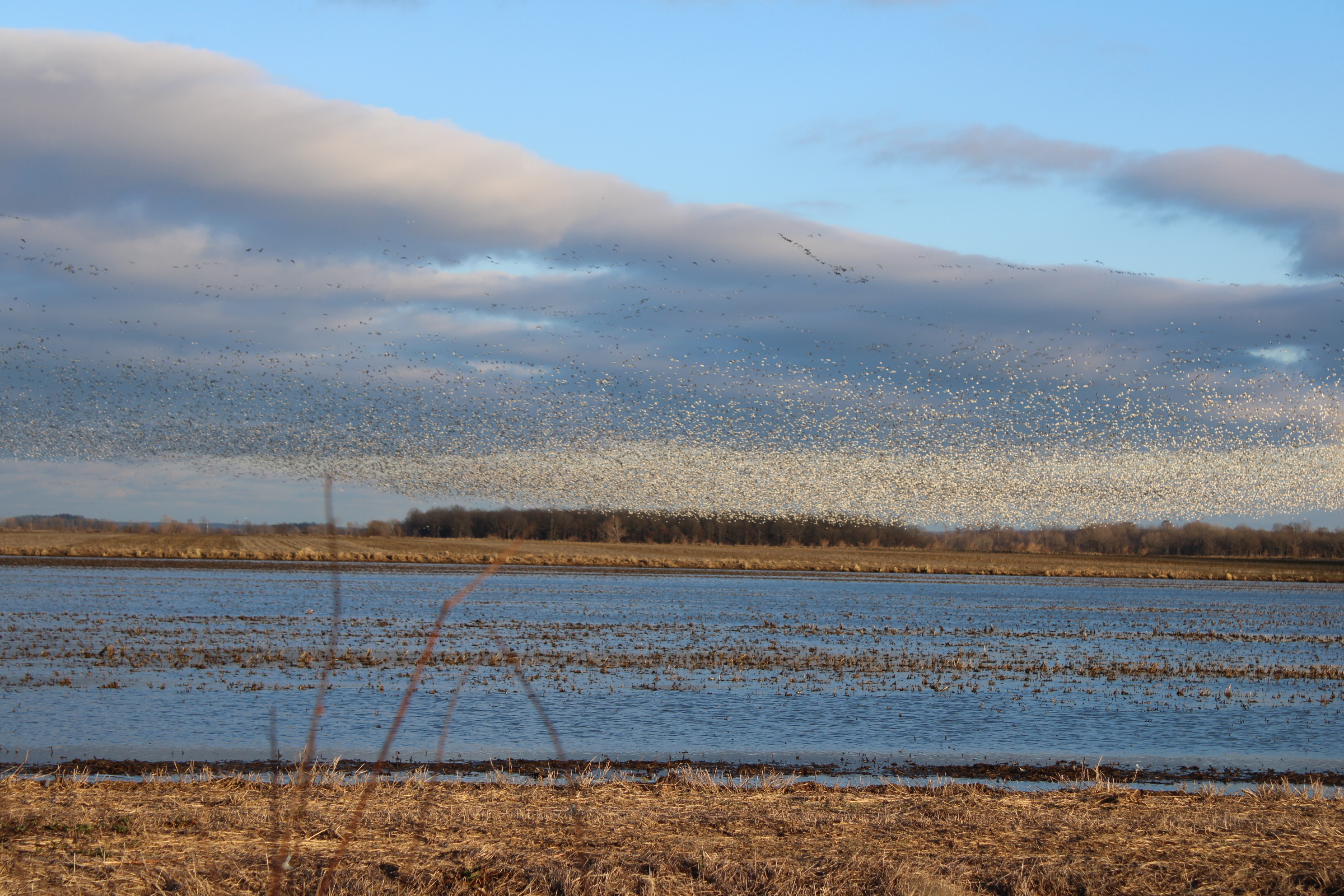 mississippi flyway