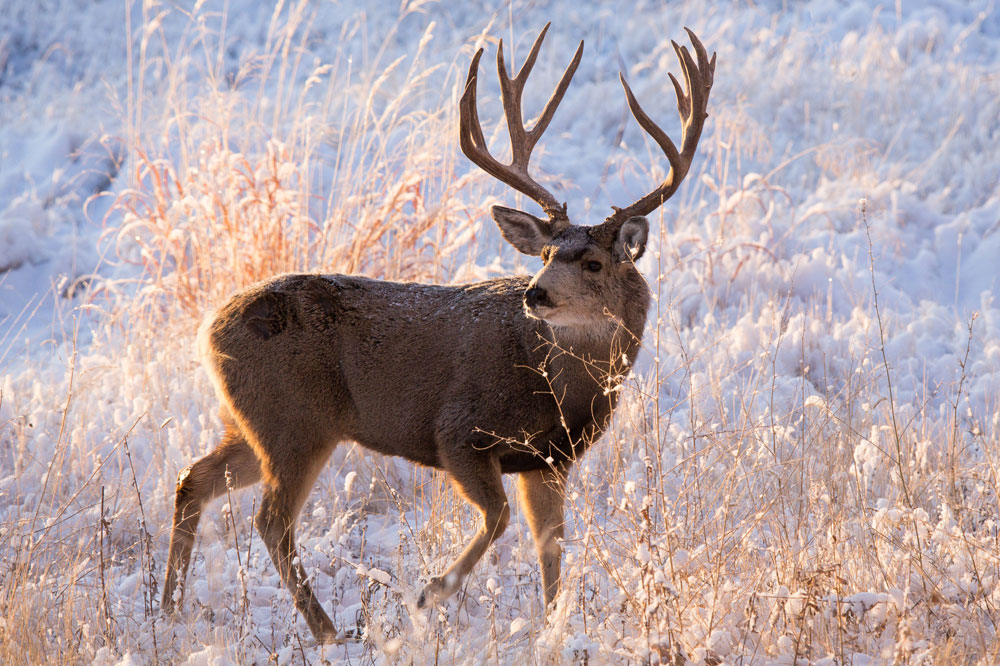 mule deer buck