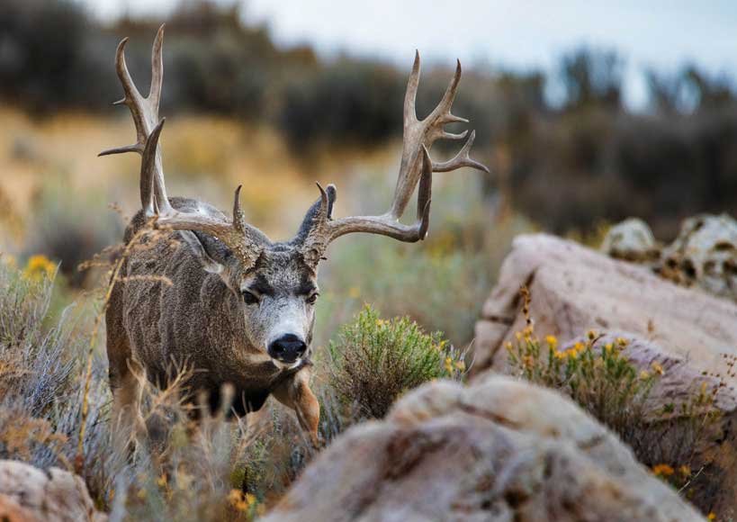 mule deer buck