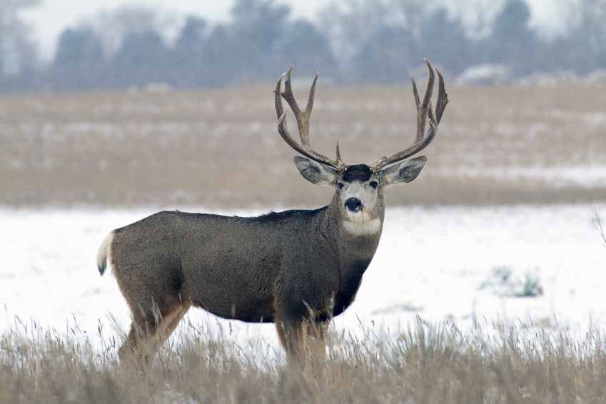 mule deer buck