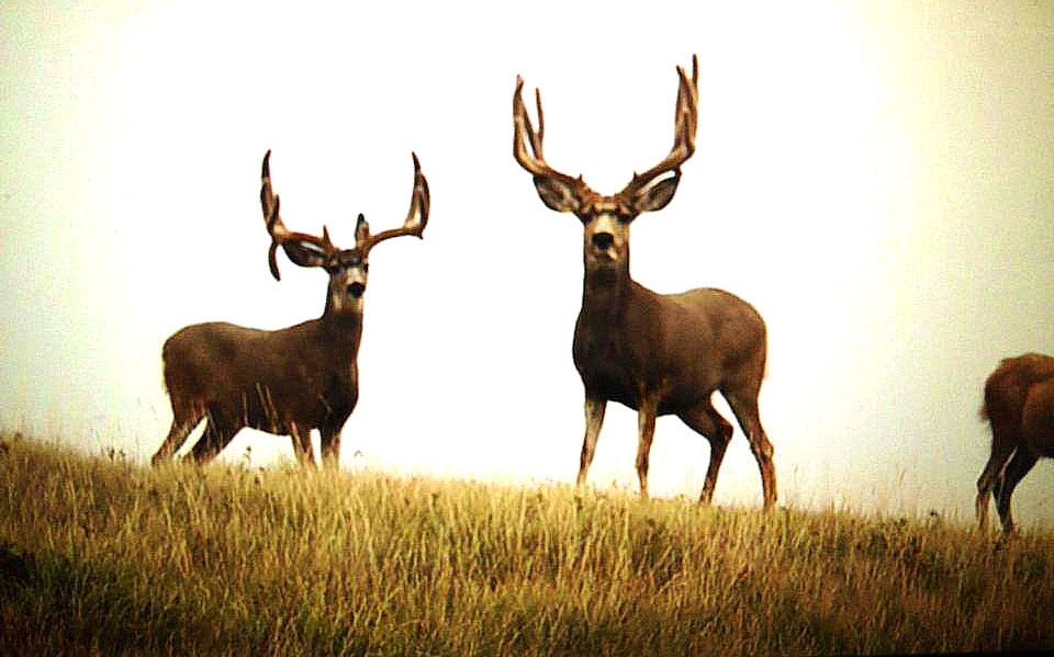 mule deer bucks