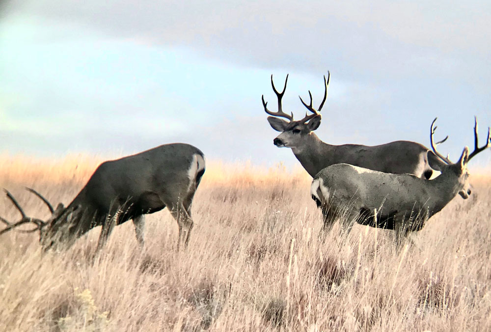 mule deer bucks