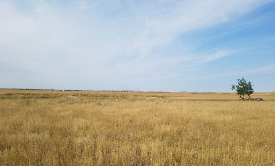 mule deer country