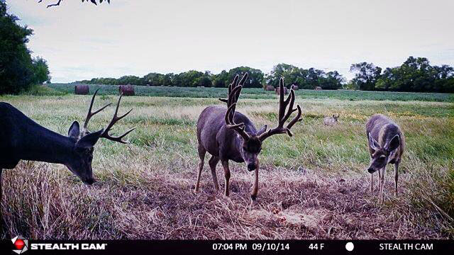 mule deer on game camera