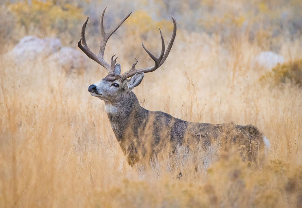 mule deer buck in brush