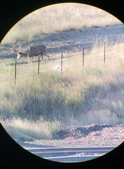 mule deer in scope