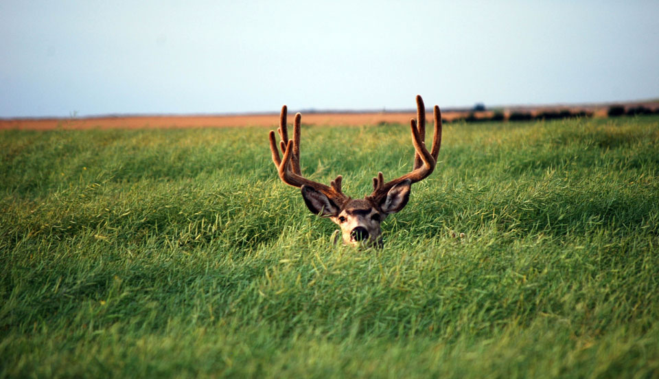 mule deer in velvet