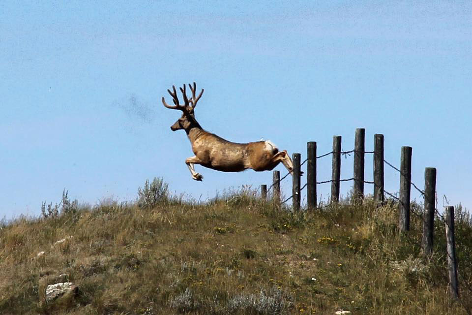 mule deer buck jumping fence