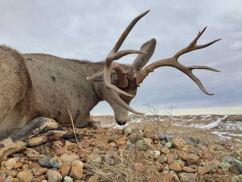 mule deer rack