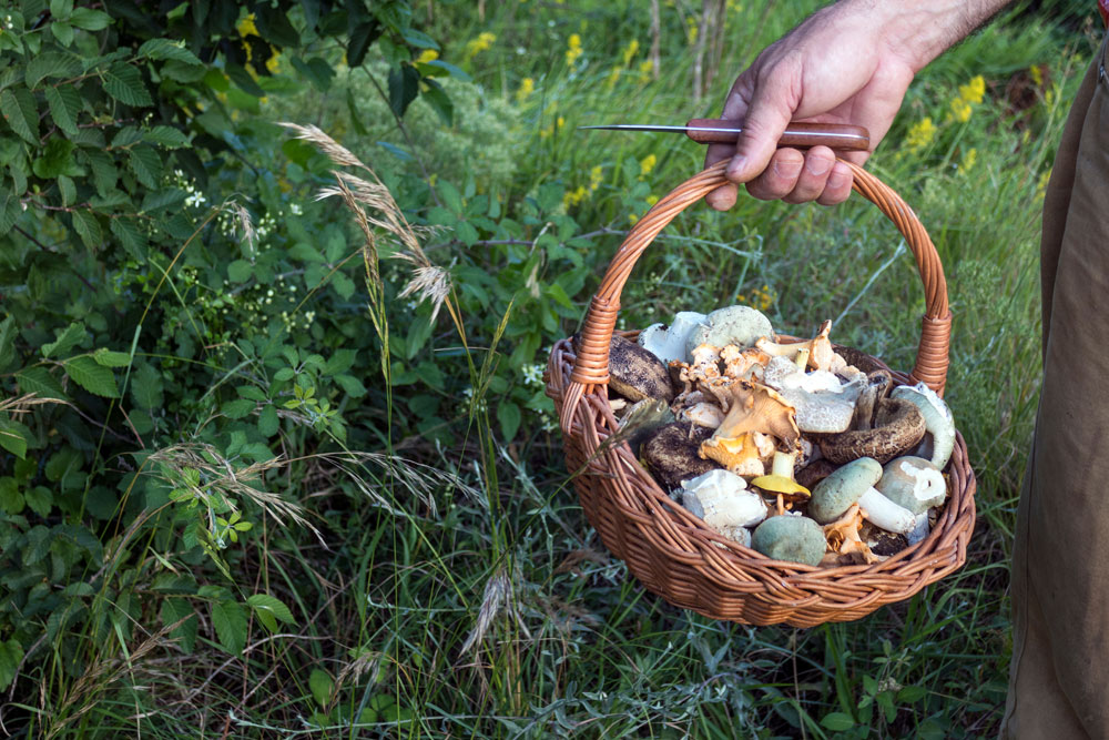 basket of mushrooms