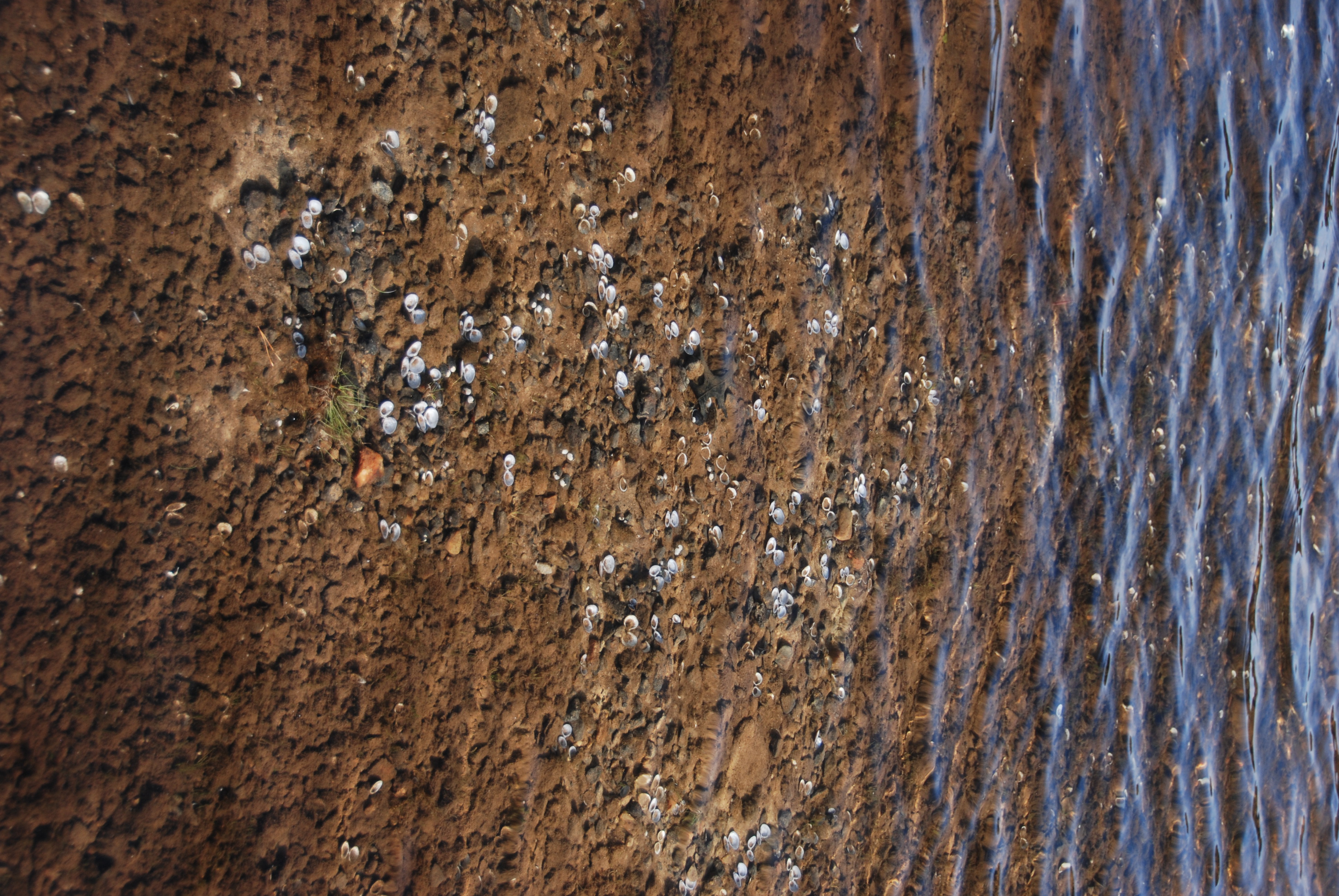 mussel shells in shallow water