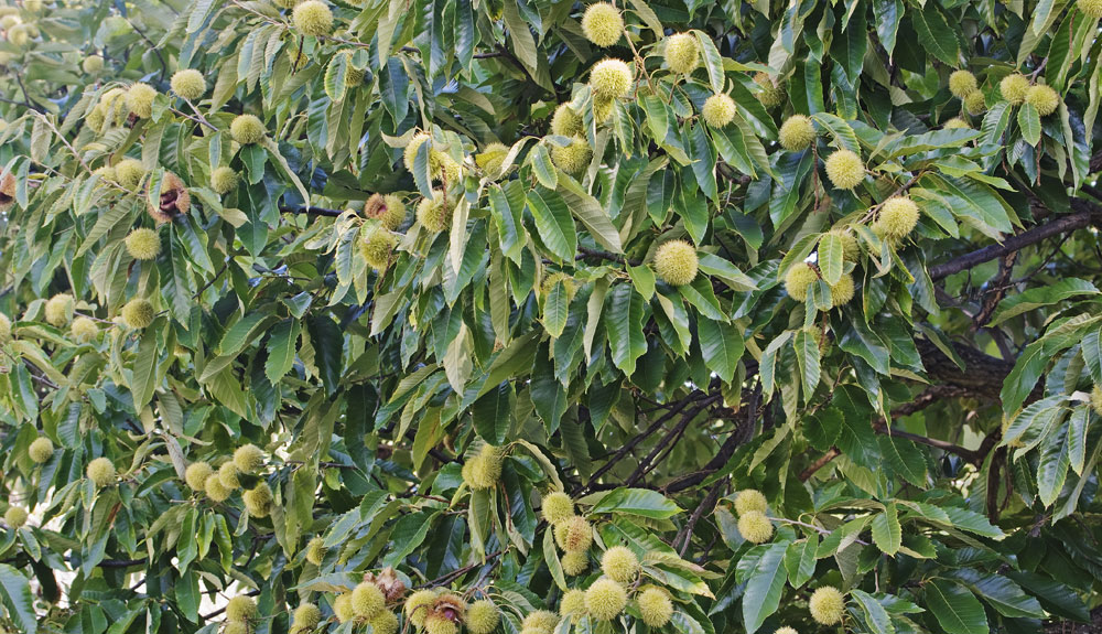 Nativ Nurseries chestnuts