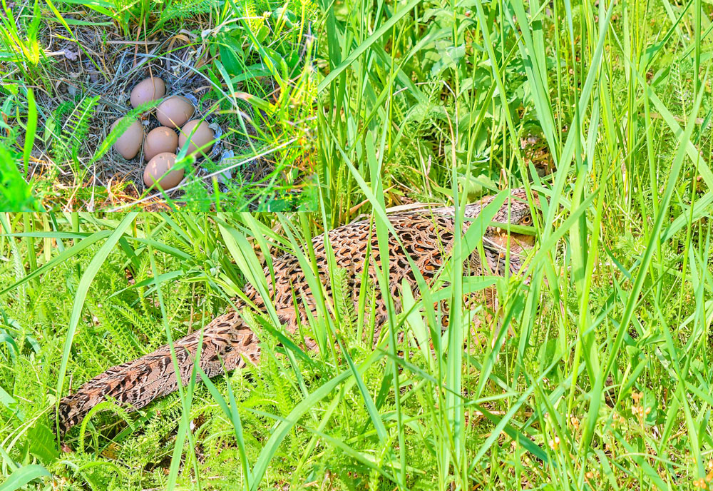 upland bird in nesting cover