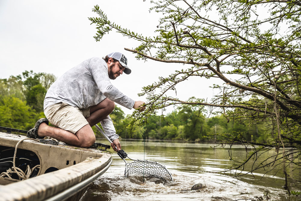 netting catfish on limb line