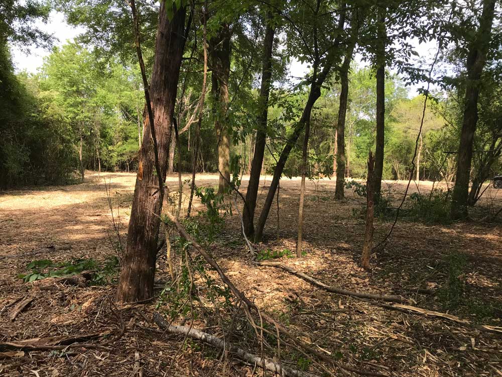 newly mulched food plot