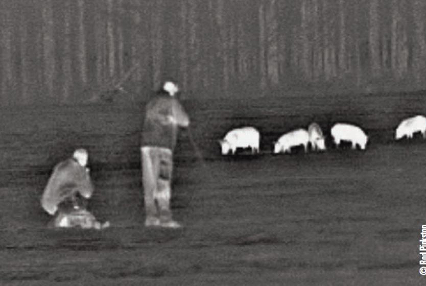 night vision hog hunting