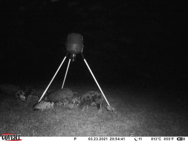 nighttime hogs at feeder