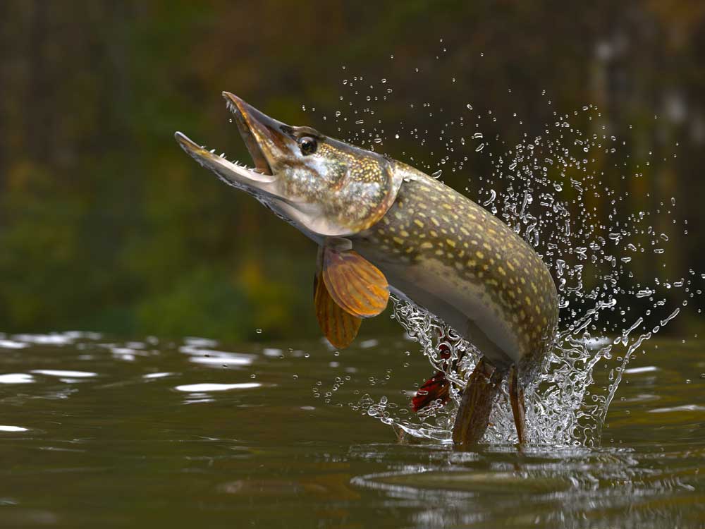 Northern Pike Fishing Tips